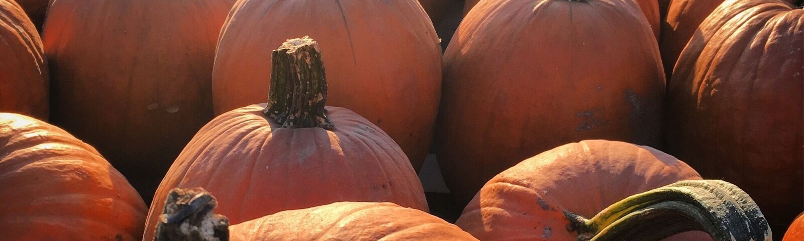 Love this time of year ❤️