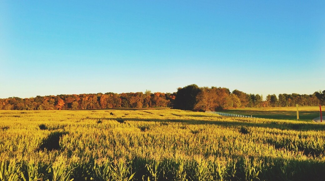 This was a spur of the moment find. While driving on familiar roads, we thought to stop at this park and discovered there was a Fall Festival going on. A bonfire, animals, pumpkin chucking, a huge corn "maize", it had everything. It's a bit pricy to enter but was so much fun! #weekendgetaway #fallfun #autumn #festival #leafer #farm