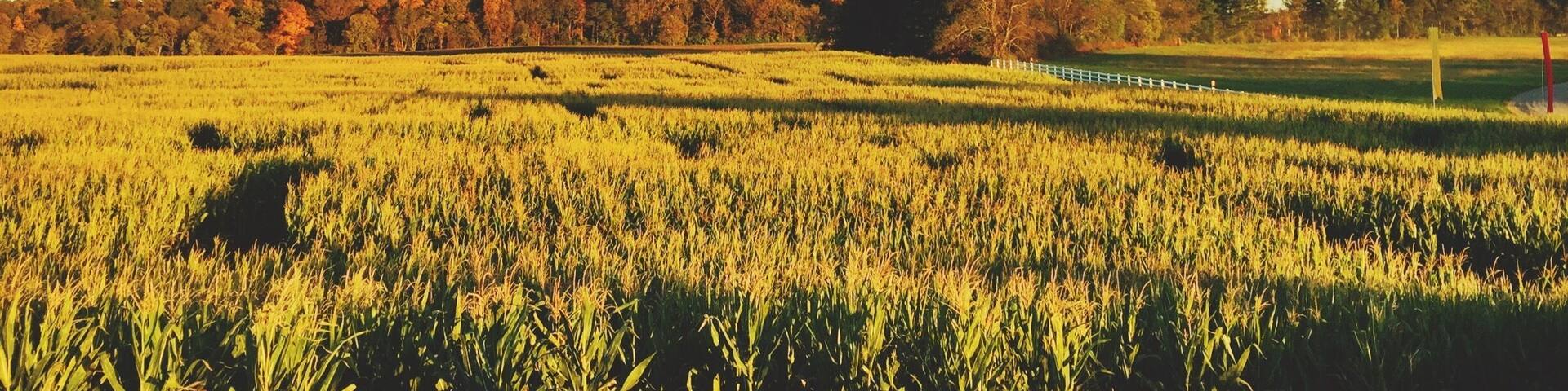 This was a spur of the moment find. While driving on familiar roads, we thought to stop at this park and discovered there was a Fall Festival going on. A bonfire, animals, pumpkin chucking, a huge corn "maize", it had everything. It's a bit pricy to enter but was so much fun! #weekendgetaway #fallfun #autumn #festival #leafer #farm