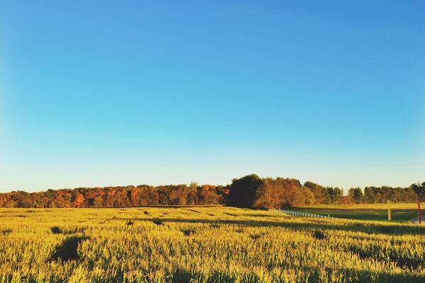 This was a spur of the moment find. While driving on familiar roads, we thought to stop at this park and discovered there was a Fall Festival going on. A bonfire, animals, pumpkin chucking, a huge corn "maize", it had everything. It's a bit pricy to enter but was so much fun! #weekendgetaway #fallfun #autumn #festival #leafer #farm