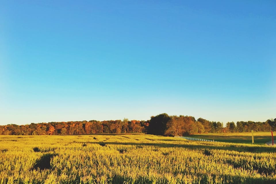 Un campo de cultivos bajo un cielo azul despejado.
