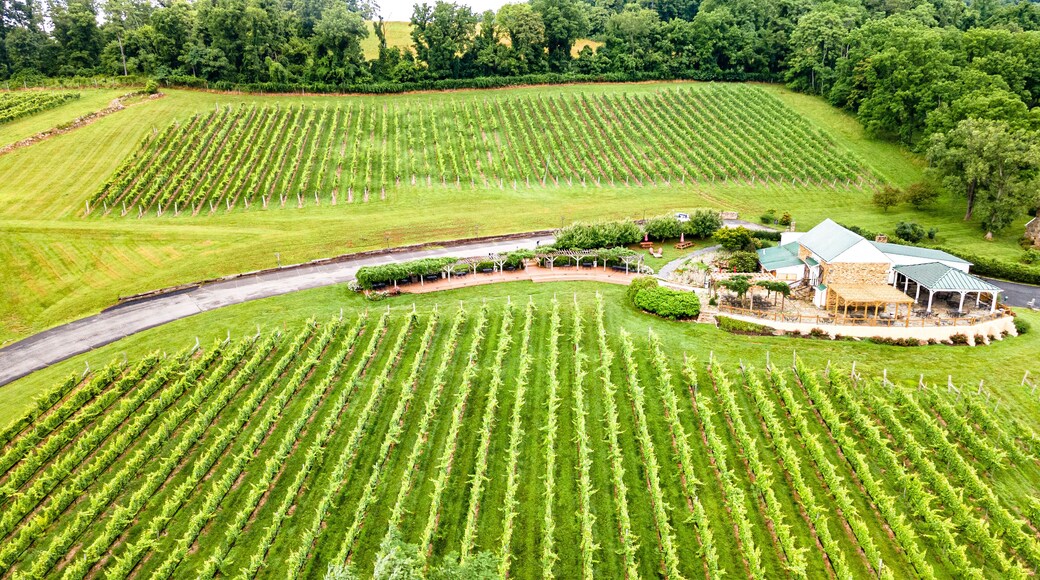 Rows of wine grapes plants on vineyards of Virginia in the suburbs of Leesburg. Wine farm and agricultural machinery. Drone view.