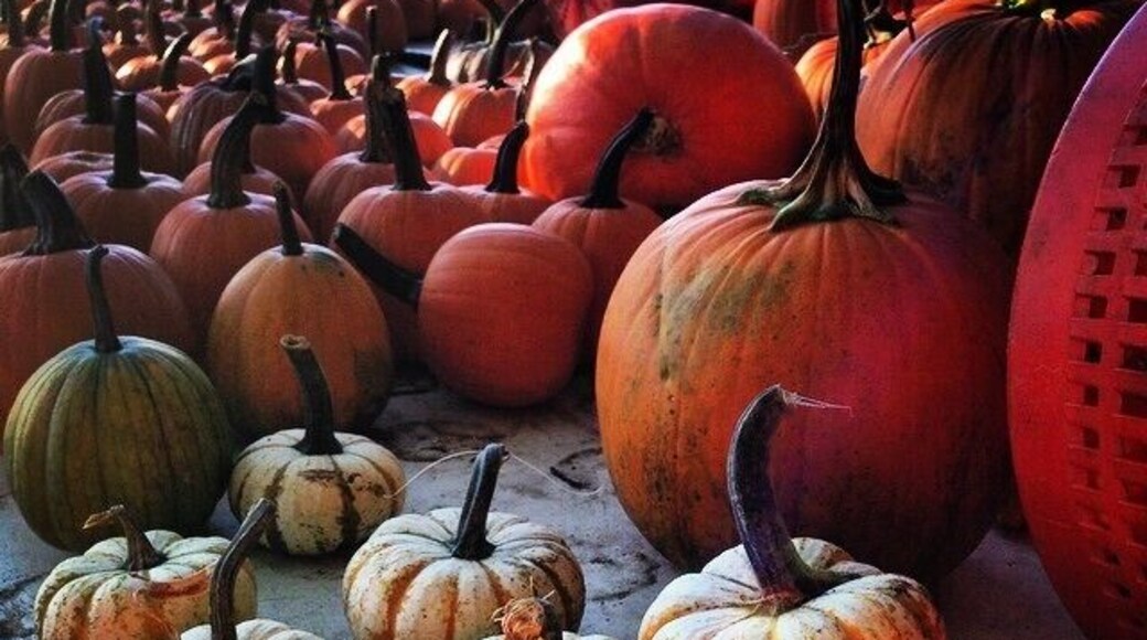 Stop at Farmer Joe's for the best pumpkins and apple cider off of Rt 15.