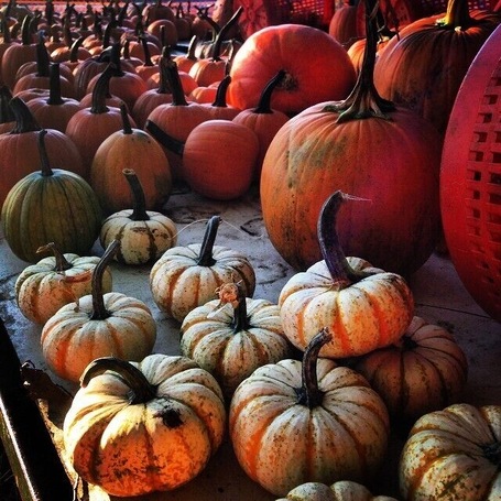 Stop at Farmer Joe's for the best pumpkins and apple cider off of Rt 15.
