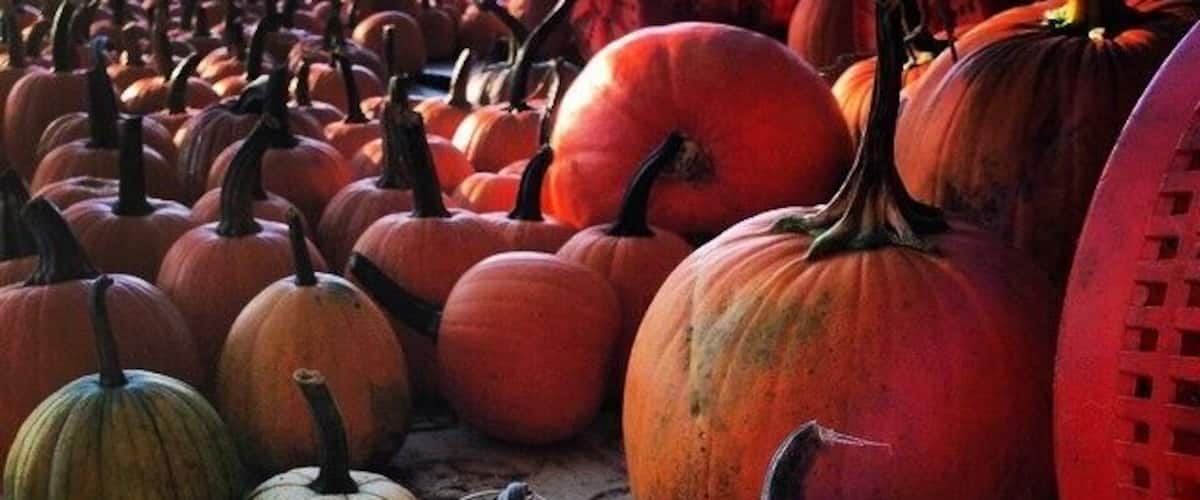 A variety of pumpkins in different sizes and colors, displayed on a table.
