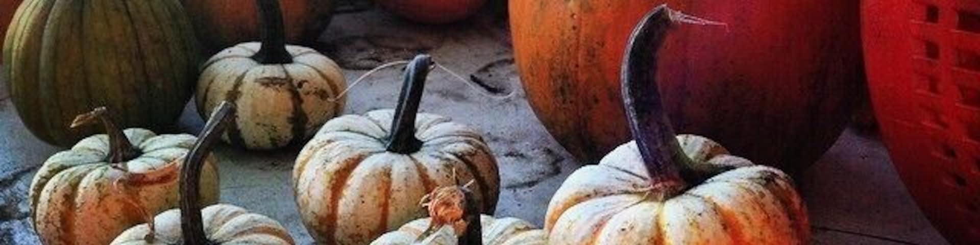 A variety of pumpkins in different sizes and colors, displayed on a table.
