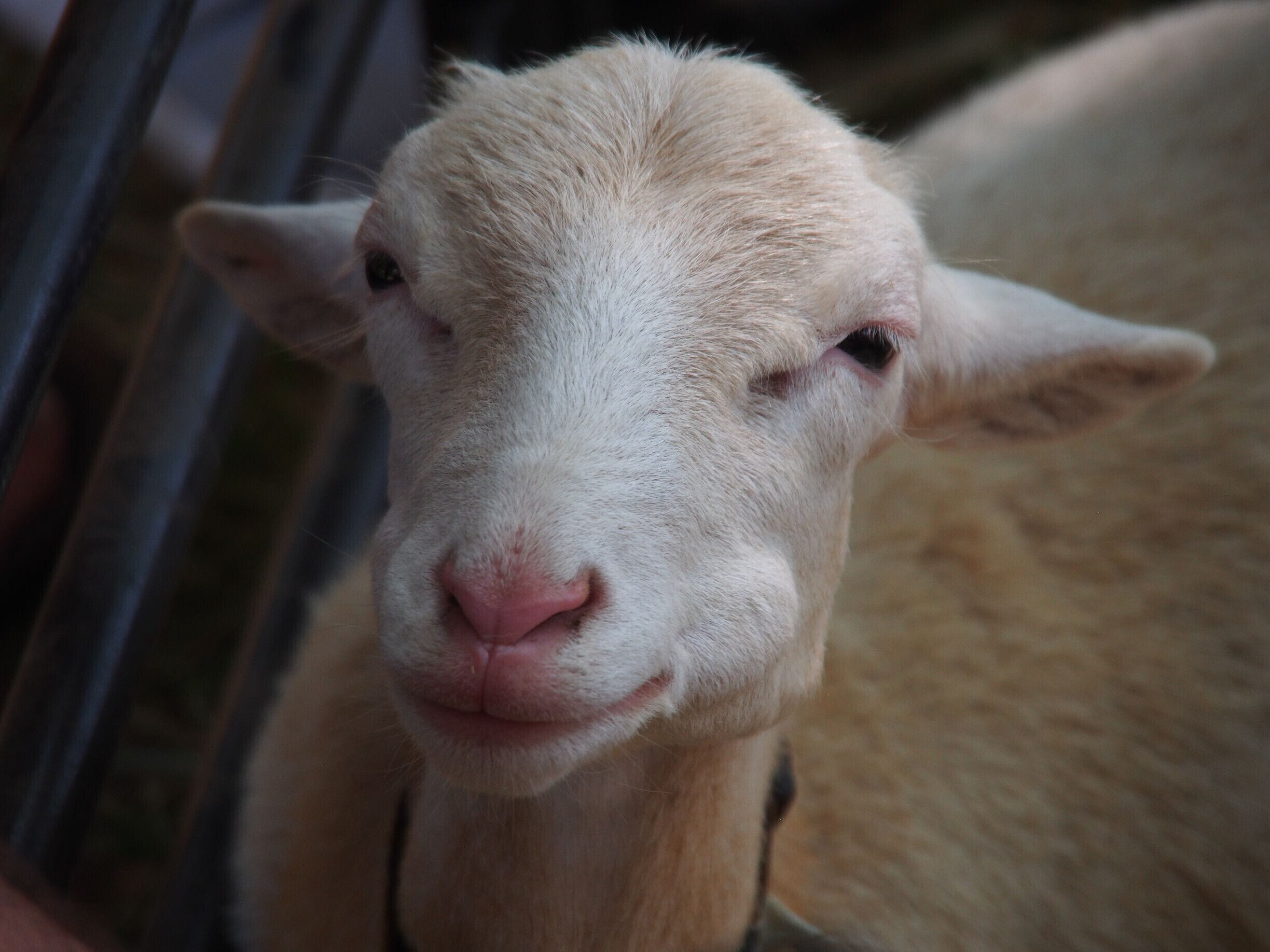 A happy little guy at the Lucketts Fair in Virginia. Live bluegrass music, good food, and lots of vendors too! 