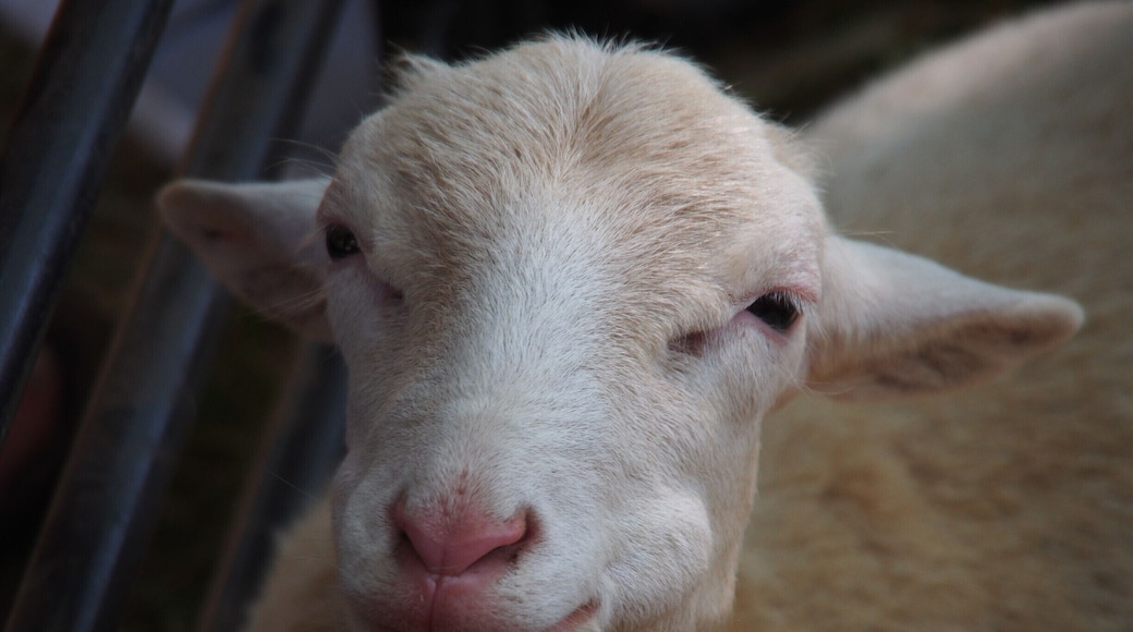 A happy little guy at the Lucketts Fair in Virginia. Live bluegrass music, good food, and lots of vendors too!