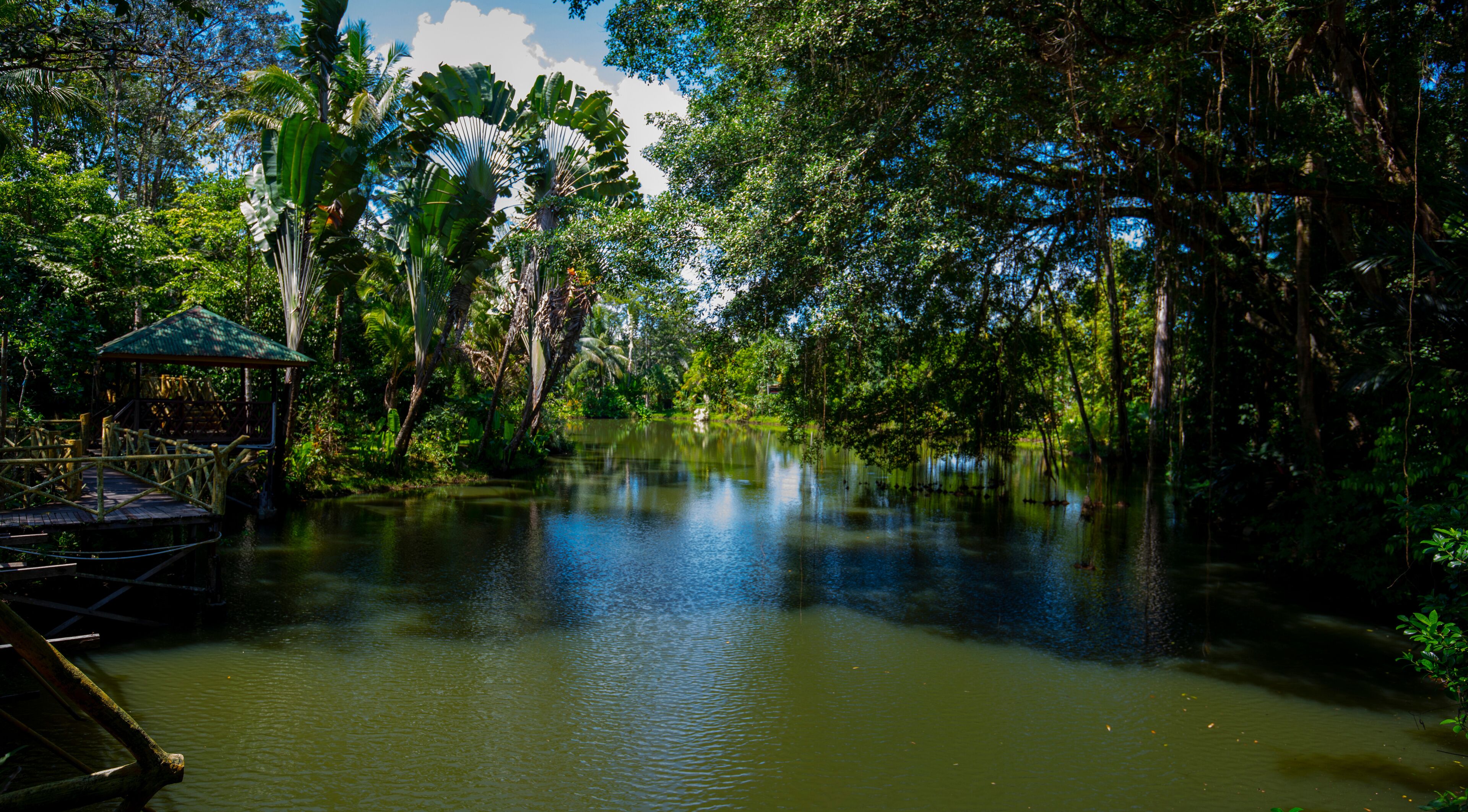 A river surrounded by dense tropical foliage, a wooden bridge, and a gazebo.