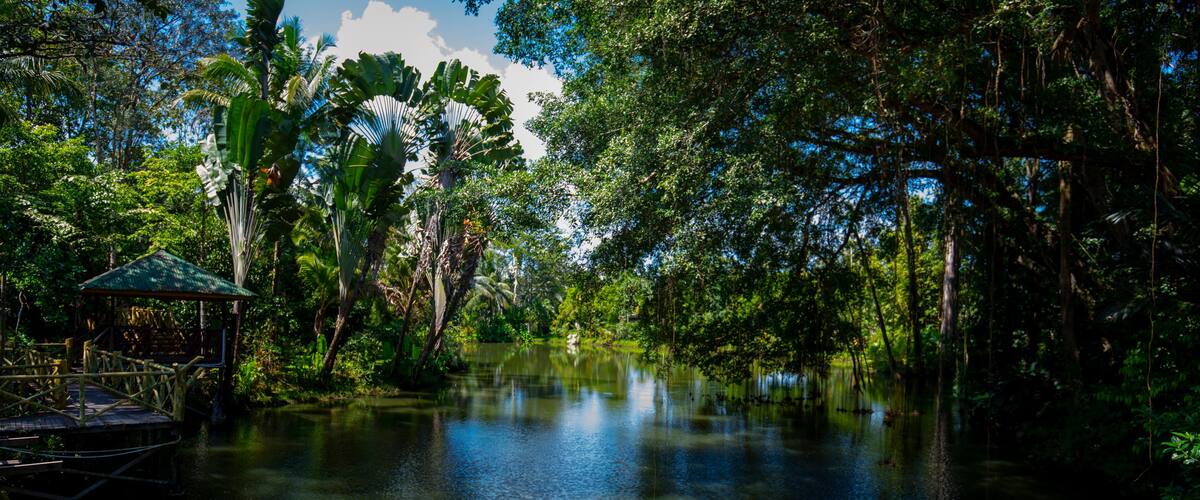 A river surrounded by dense tropical foliage, a wooden bridge, and a gazebo.
