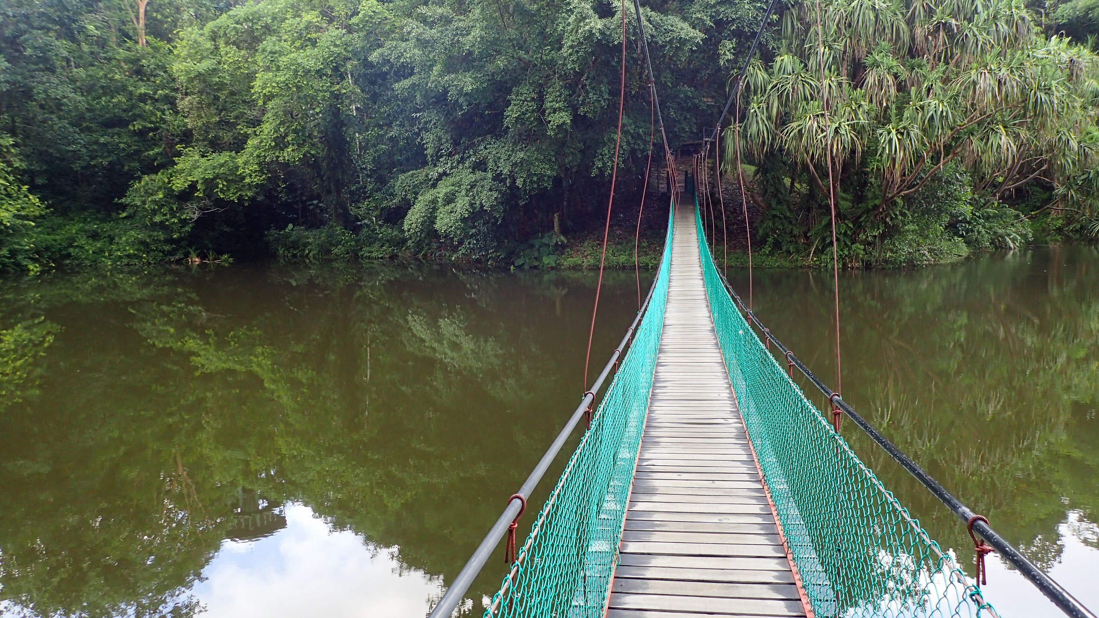 The suspension bridge over the lake at Rainforest Discovery Centre In Sepilok, Borneo
