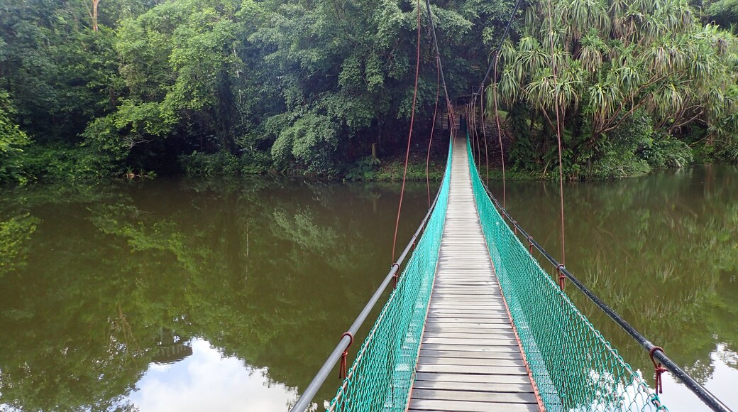 The suspension bridge over the lake at Rainforest Discovery Centre In Sepilok, Borneo