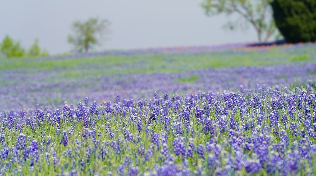 Hill Country Lavender Farm