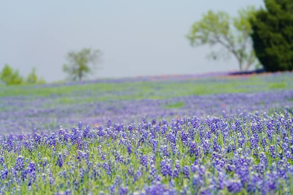 View of a meadow with Texas Bluebonnet wildflowers blooming during spring time