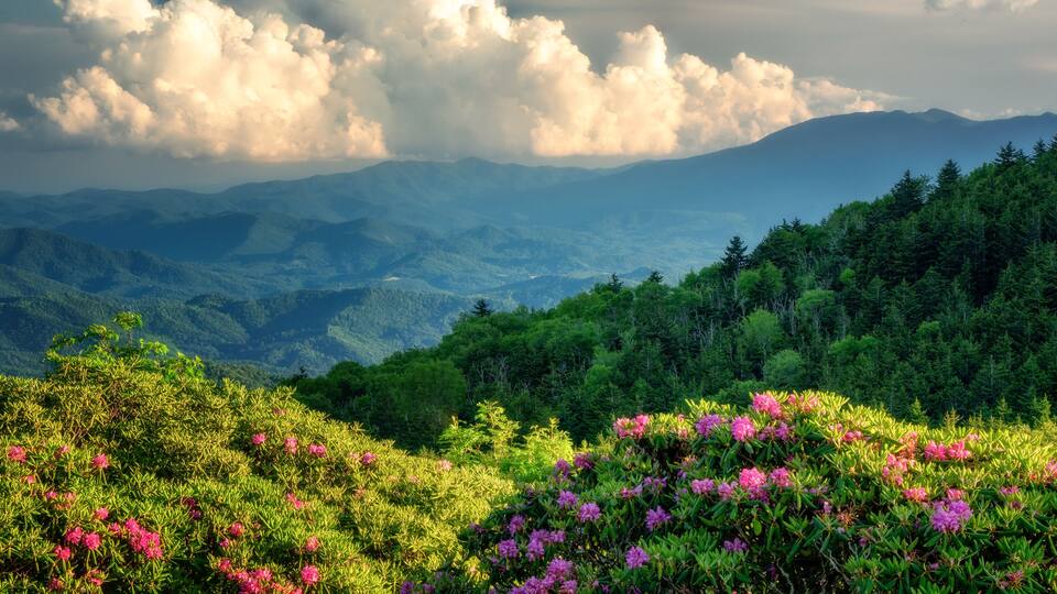Roan Mountain Carvers Gap rhododendron blooming