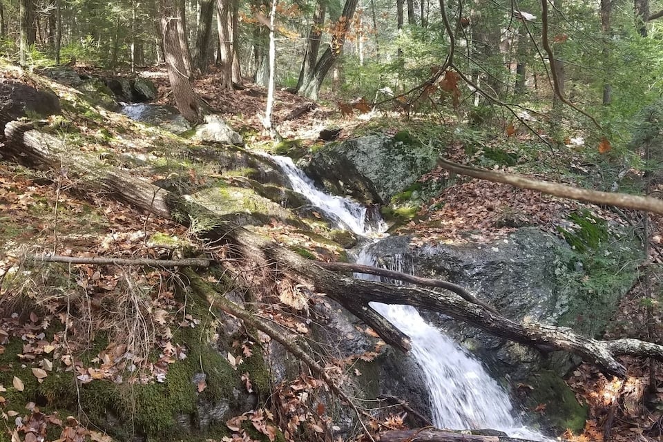 A forest with a small waterfall flowing over rocks.