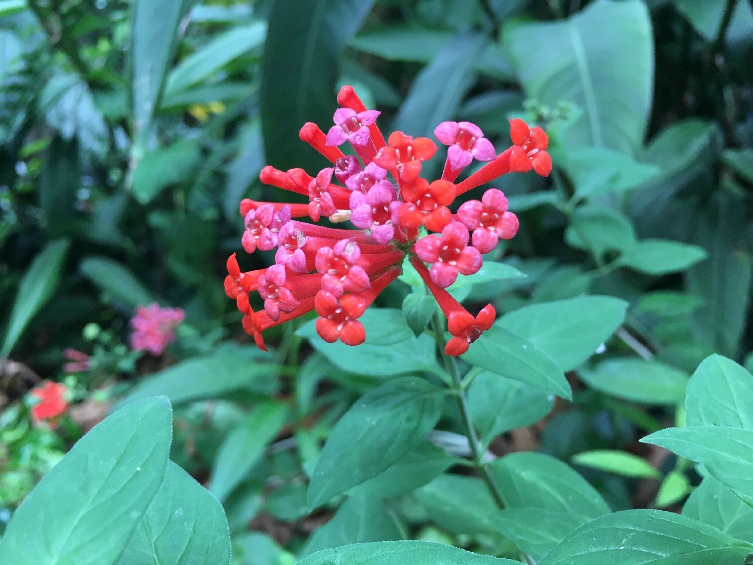 It’s easy to spend a few hours in the Cleveland Botanical Garden! So many different plants and plant facts, as well as a large children’s playground. 
