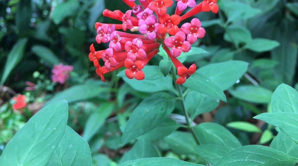 It’s easy to spend a few hours in the Cleveland Botanical Garden! So many different plants and plant facts, as well as a large children’s playground.
