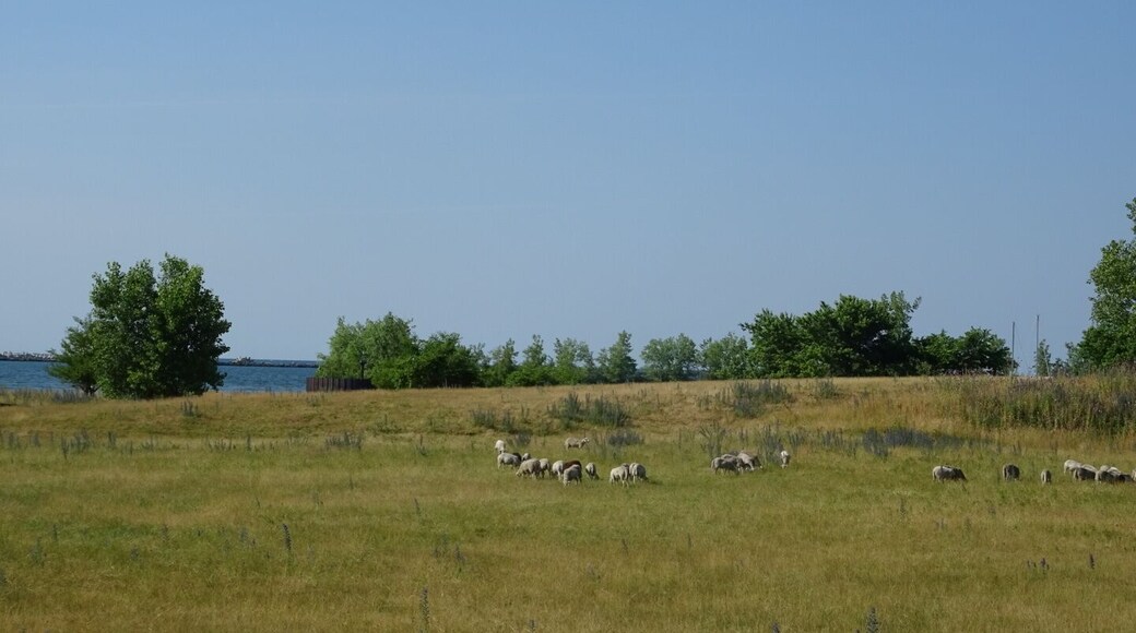 The Urban Lambscape Project is a flock of sheep used to maintain the vegetation in a vacant lot next to a luxury apartment building on the shore of Lake Erie.