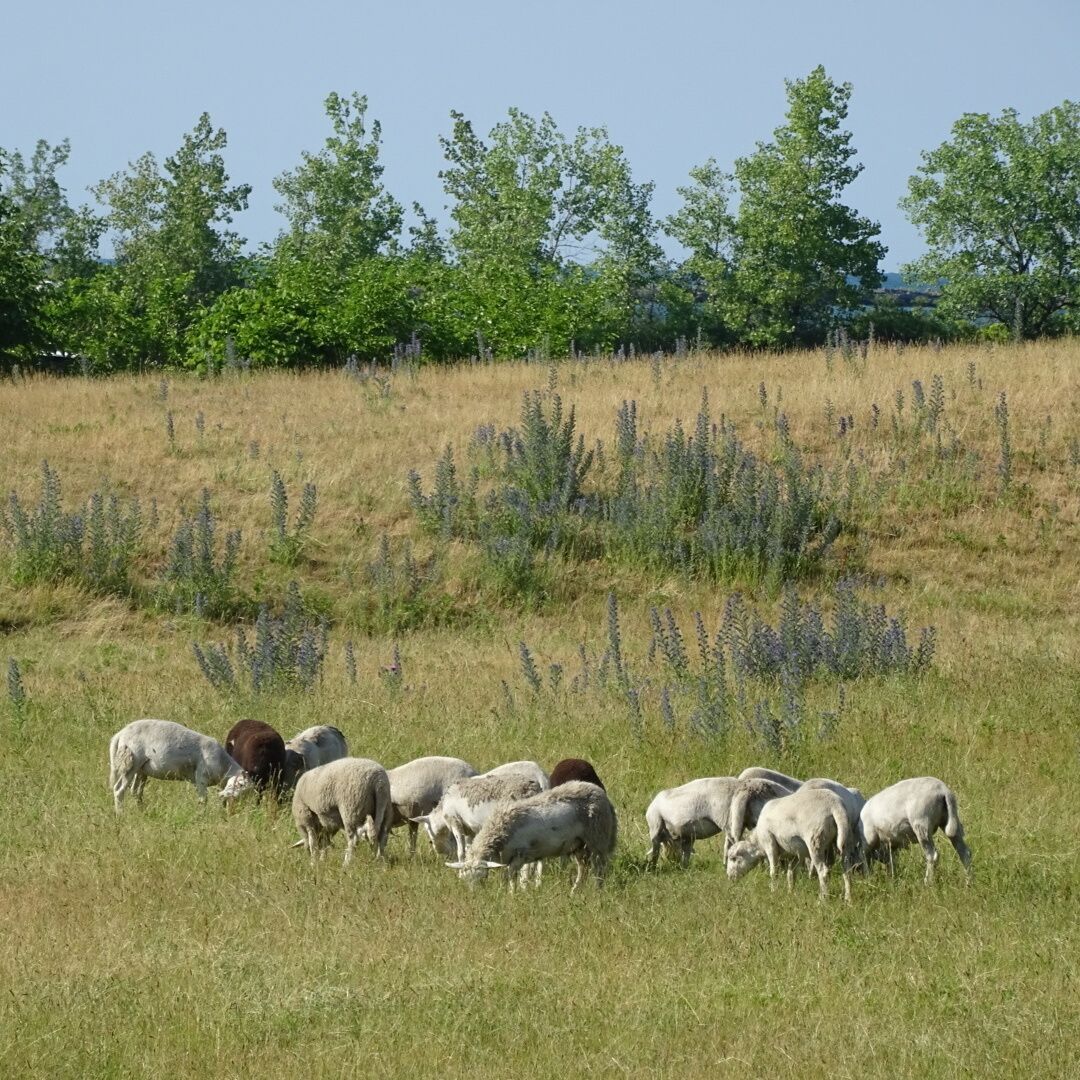 The Urban Lambscape Project is a flock of sheep used to maintain the vegetation in a vacant lot next to a luxury apartment building on the shore of Lake Erie. 