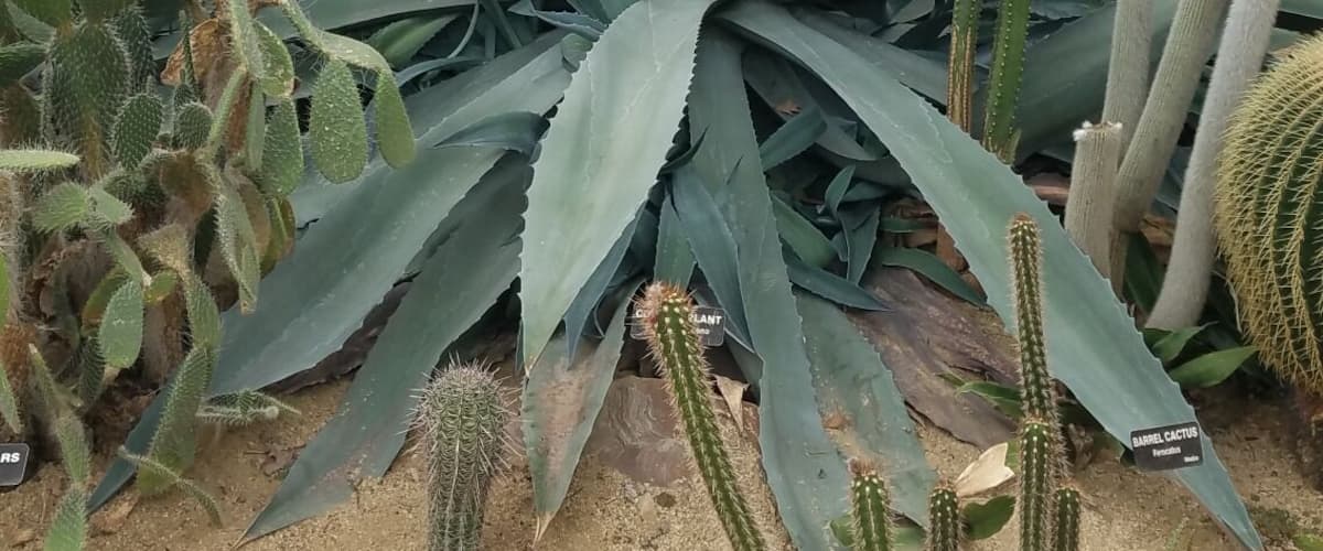 Century Plant. 
(Agave americana).