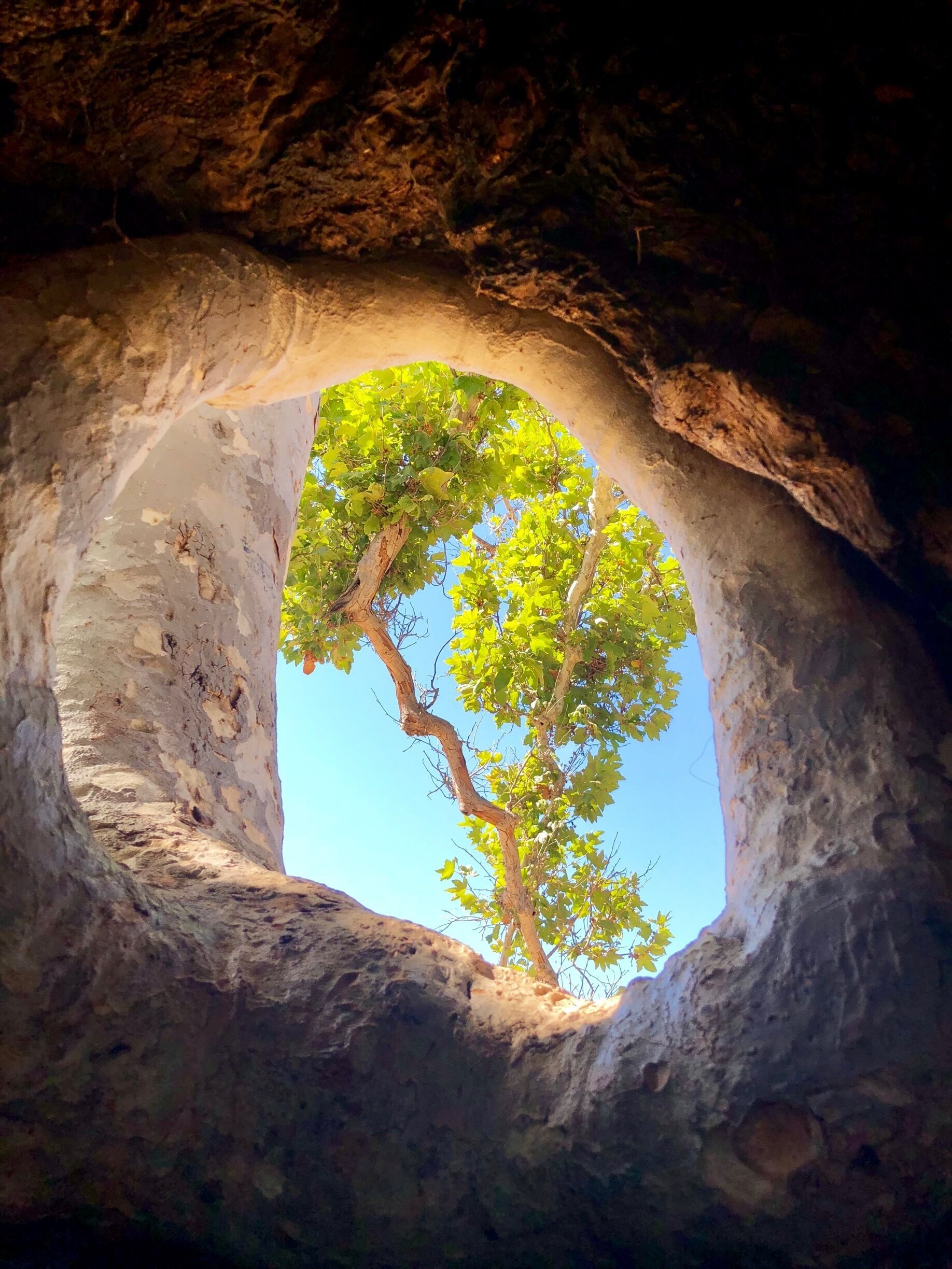 I went hiking with my friends, found a hollow tree, went in and took a pretty picture.