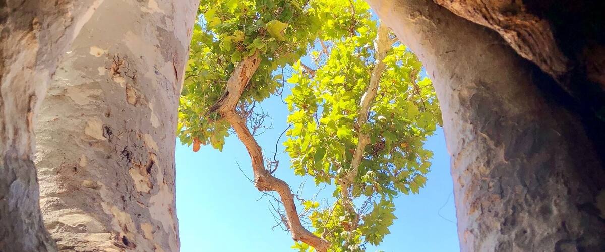 I went hiking with my friends, found a hollow tree, went in and took a pretty picture.