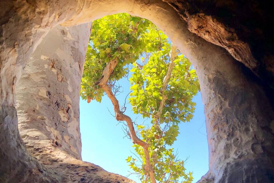 A tree through a circular stone opening in a cave.