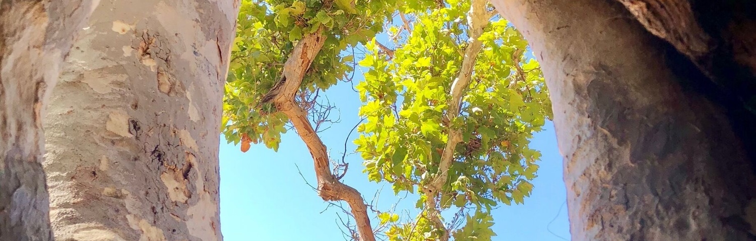 I went hiking with my friends, found a hollow tree, went in and took a pretty picture.