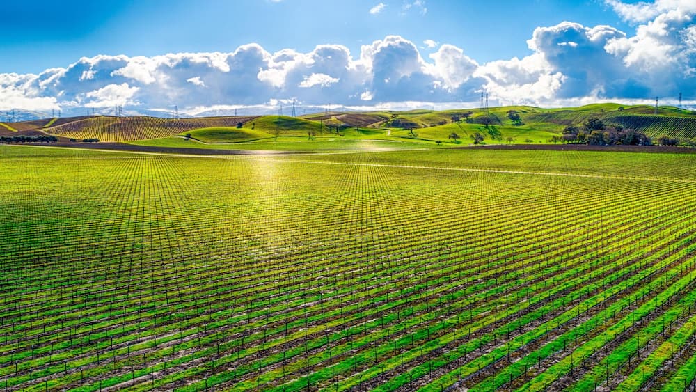 A vineyard with rows of grapevines under a clear sky.