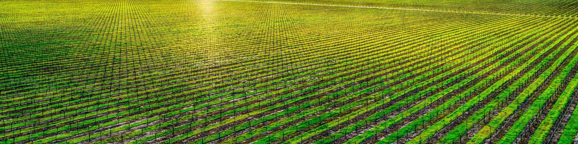 Gorgeous view of a vast, vibrant green field under a bright cloudy sky in the countryside