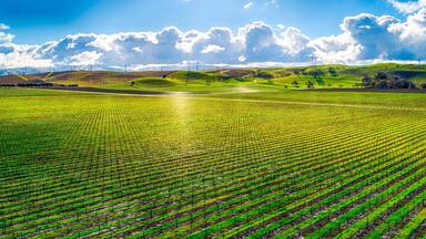 Gorgeous view of a vast, vibrant green field under a bright cloudy sky in the countryside