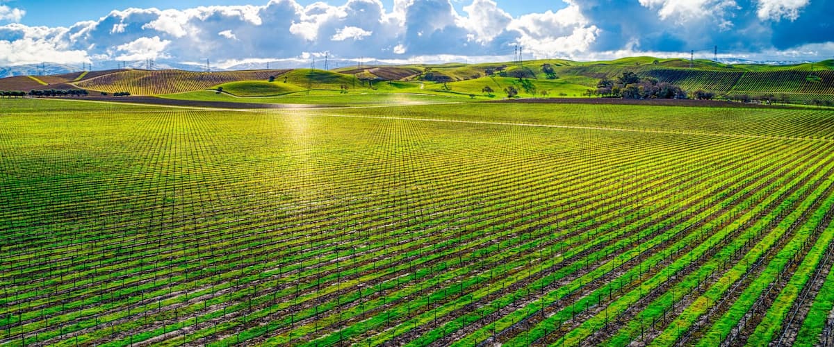A vineyard with rows of grapevines under a clear sky.