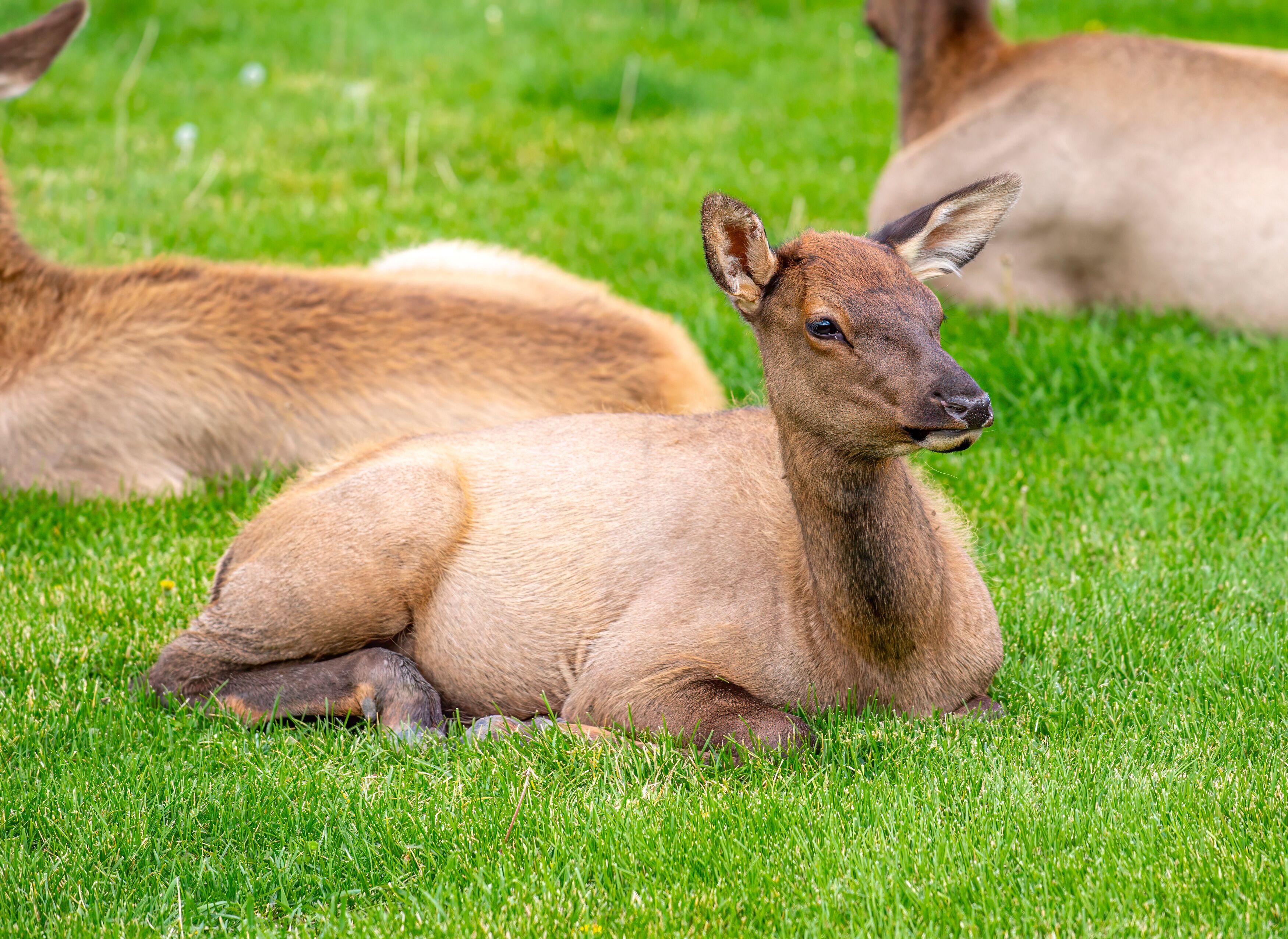 Tame Elk in Gardiner