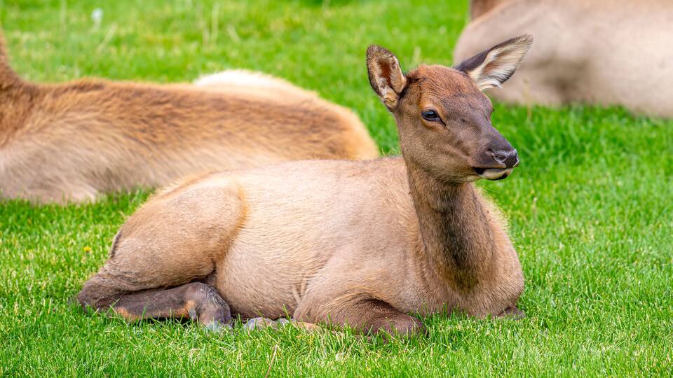A young deer resting on green grass.