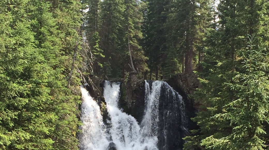 Traveling on the 89S towards Yellowstone, turn left on Mill Creek Road and follow it approximately 18 miles to the Passage Creek Trailhead. The falls are a beautiful 2.5 mile hike through a burn area from a 2007 fire. There are tons of snags but the wildflowers and smaller growth have taken over what was once a dense pine forest. Getting down to the falls is a bit of a scree scramble, but the beauty is worth the effort. #waterlust #waterfalls #Montana