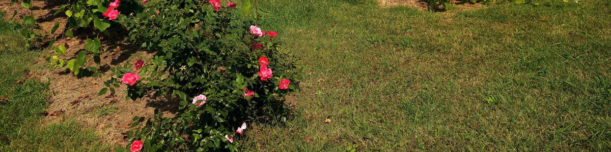 Grapevines in North Carolina in the Yadkin Valley Area