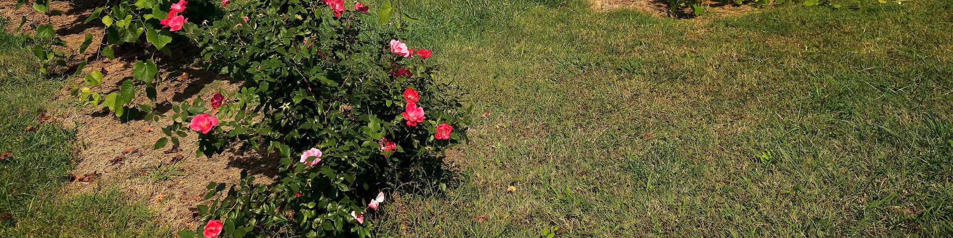 Grapevines in North Carolina in the Yadkin Valley Area