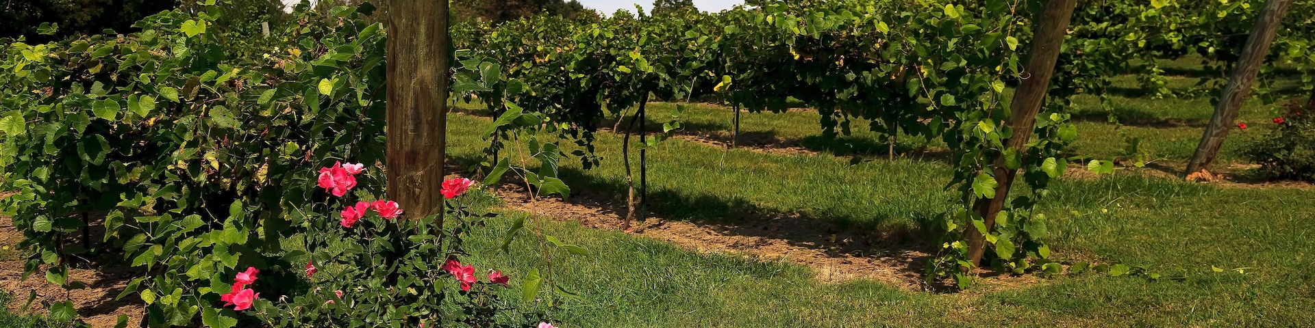 Grapevines in North Carolina in the Yadkin Valley Area