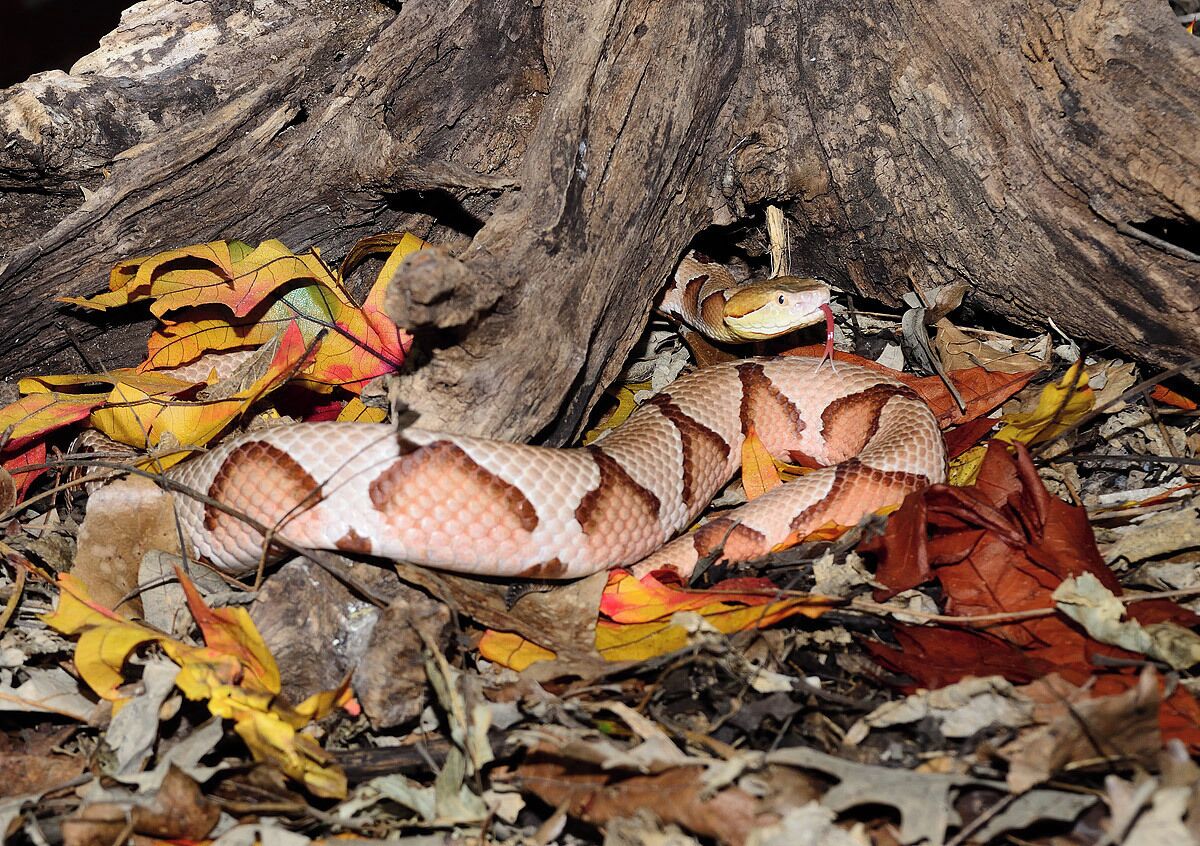 A beautiful copperhead which might be the most common snake in Texas. 
