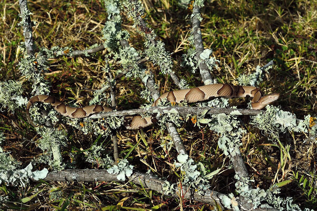 A young copperhead crawling through the underbrush. These are among the most common snakes in Texas and I always found them to be very beautiful. As long as you give them distance and respect they are harmless.