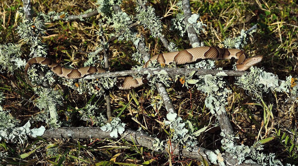 A young copperhead crawling through the underbrush. These are among the most common snakes in Texas and I always found them to be very beautiful. As long as you give them distance and respect they are harmless.
