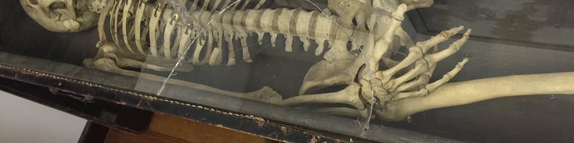 This is George, he was a member of the Odd Fellow fraternal society in the late 1800's and donated his skeleton to be used for rituals which is now on display at the winery. I've heard he prefers Merlot.