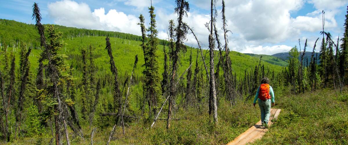 A hiker on a wooden trail in a forested area with green hills and trees.