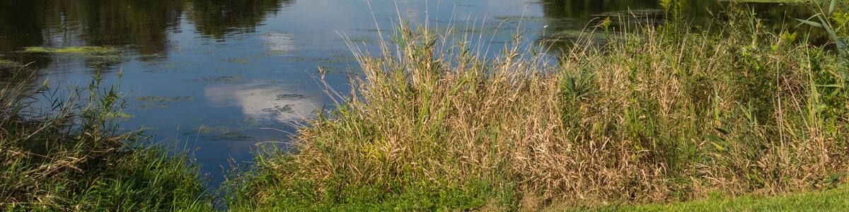 Morning on the Dupage River