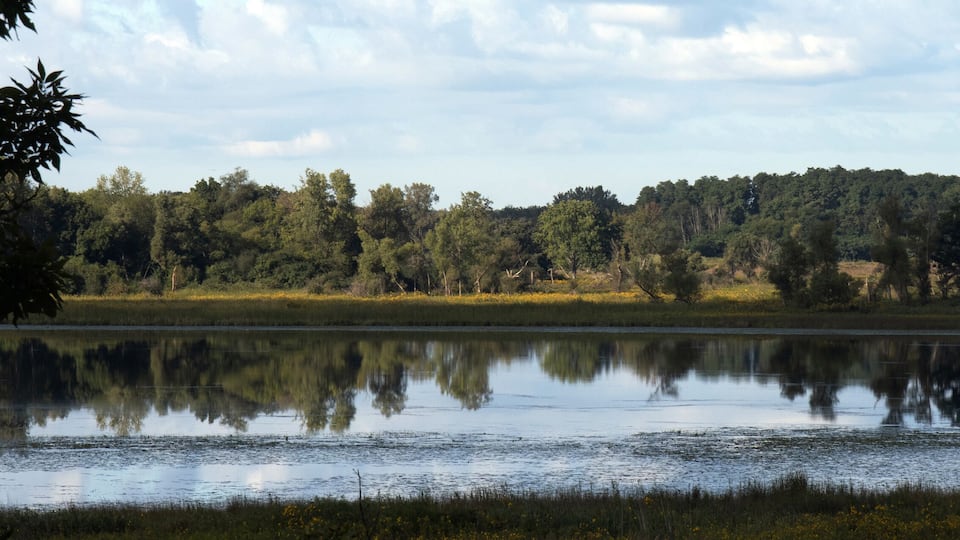 A calm lake with reflections of trees and a clear sky.