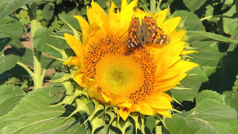 Sunflower farm in the Midwest .