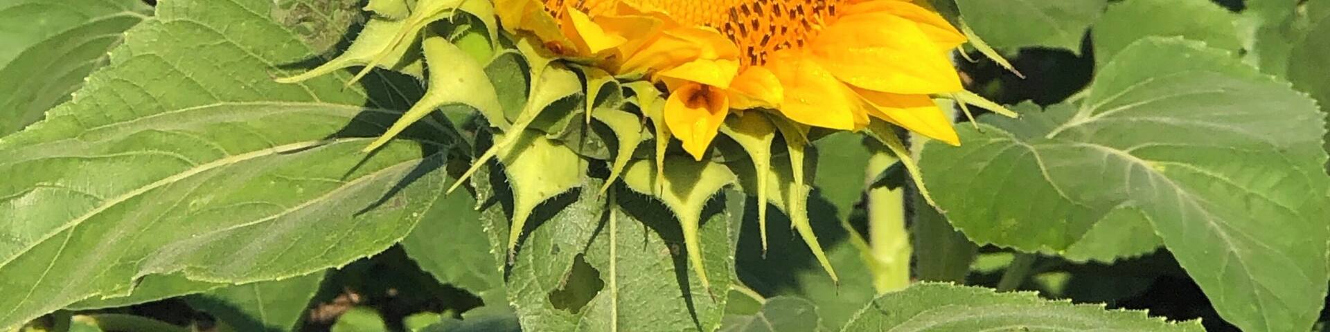 Sunflower farm in the Midwest .