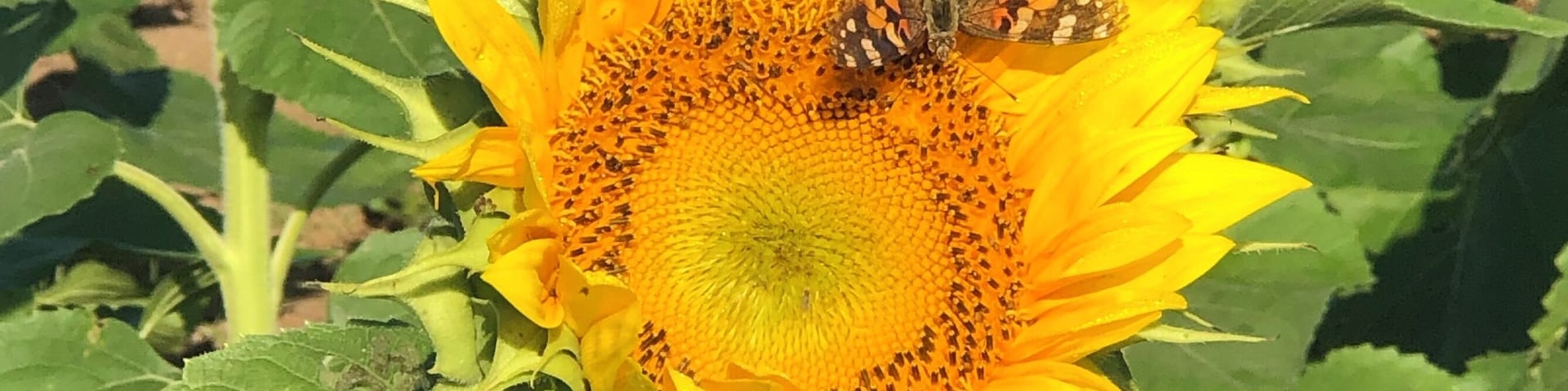 Sunflower farm in the Midwest .
