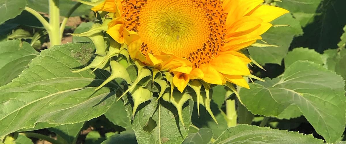 Sunflower farm in the Midwest .